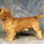 Basset Fauve De Bretagne