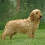 Basset Fauve De Bretagne