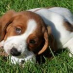 Basset Hound