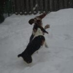 Basset Hound