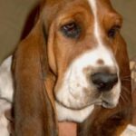Basset Hound