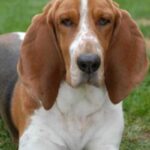 Basset Hound