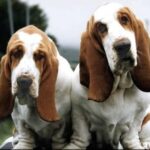 Basset Hound