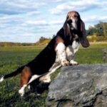 Basset Hound