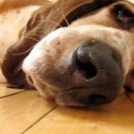 Basset Hound