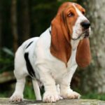 Basset Hound