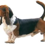 Basset Hound
