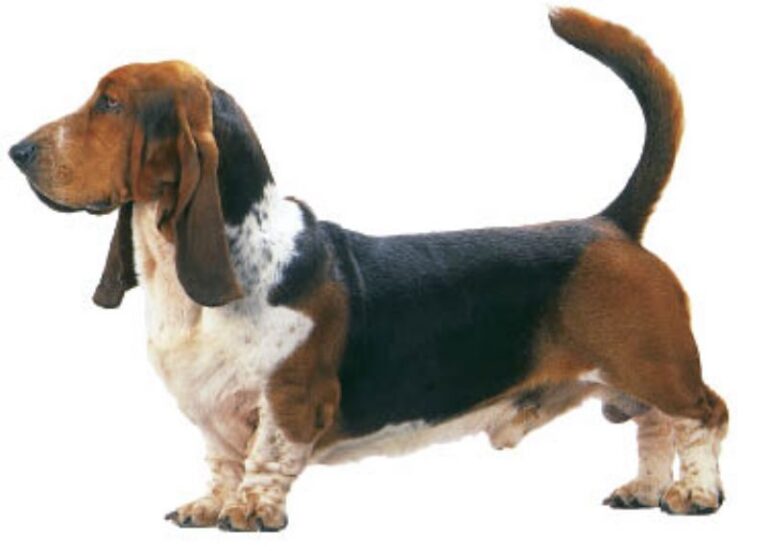 Basset Hound