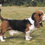 Basset Hound