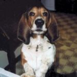 Basset Hound
