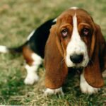 Basset Hound