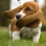 Basset Hound