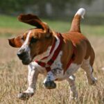 Basset Hound