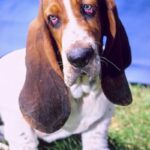 Basset Hound