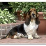 Basset Hound