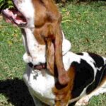 Basset Hound