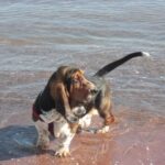 Basset Hound