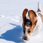 Basset Hound