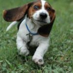 Basset Hound