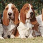 Basset Hound