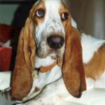 Basset Hound