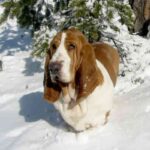Basset Hound