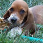 Basset Hound