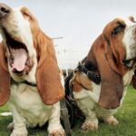 Basset Hound