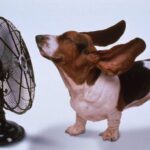 Basset Hound