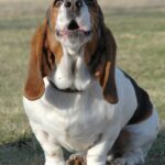 Basset Hound