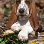 Basset Hound