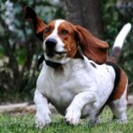 Basset Hound