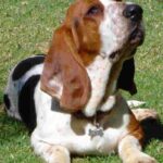 Basset Hound