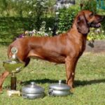 Bayersk Viltsporhund