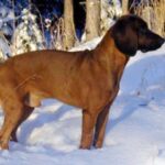 Bayersk Viltsporhund