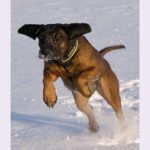 Bayersk Viltsporhund