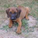 Bayersk Viltsporhund