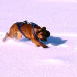 Bayersk Viltsporhund