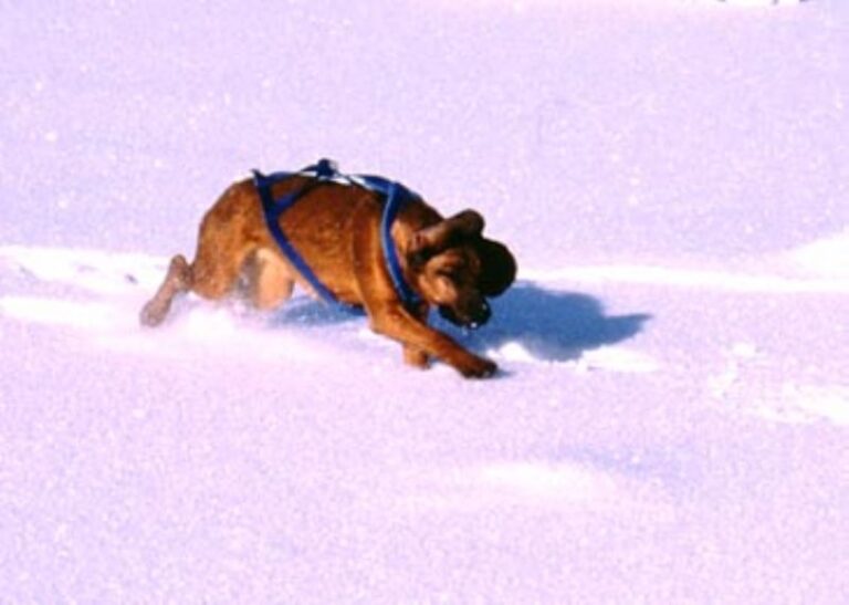 Bayersk Viltsporhund