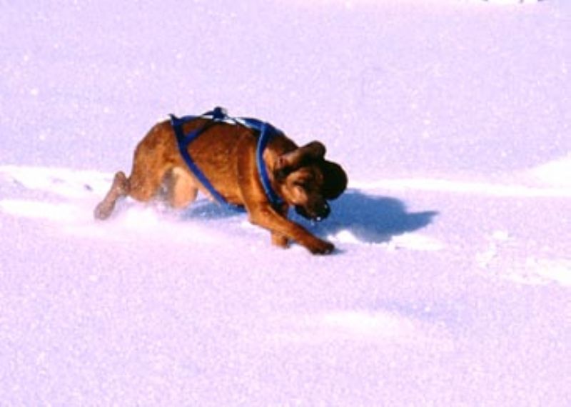 Bayersk Viltsporhund