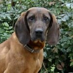 Bayersk Viltsporhund