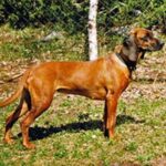 Bayersk Viltsporhund