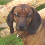 Bayersk Viltsporhund