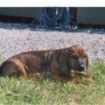 Bayersk Viltsporhund