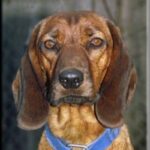 Bayersk Viltsporhund