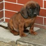 Bayersk Viltsporhund