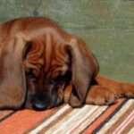 Bayersk Viltsporhund