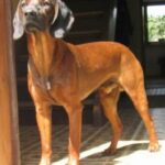 Bayersk Viltsporhund