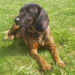 Bayersk Viltsporhund