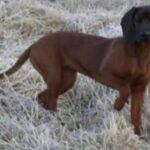 Bayersk Viltsporhund